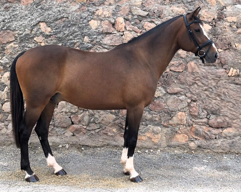 horse